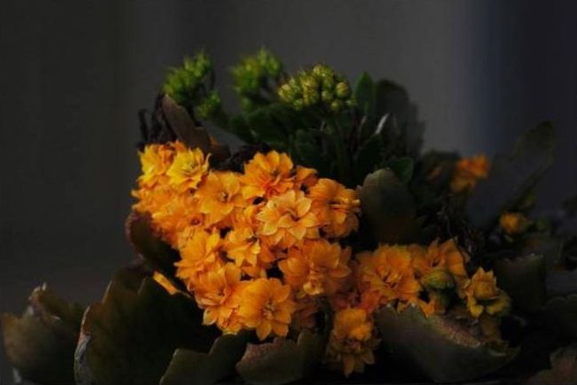 Studio arranging native flowers